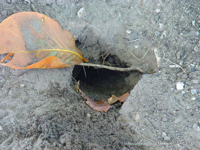 Остров МААРЭ (Moorea) - интрига раскрыта! Французская Полинезия.