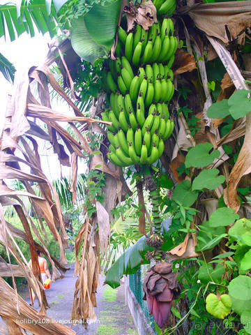 Остров МААРЭ (Moorea) - интрига раскрыта! Французская Полинезия.