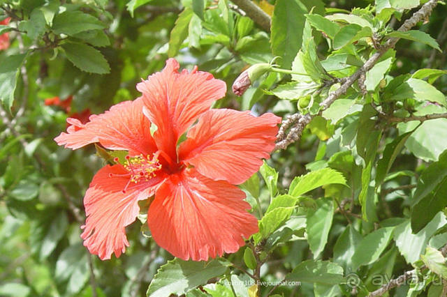 Остров МААРЭ (Moorea) - интрига раскрыта! Французская Полинезия.