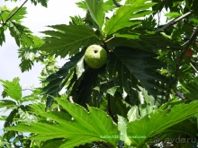 Вануату. Остров Эспириту-Санто.