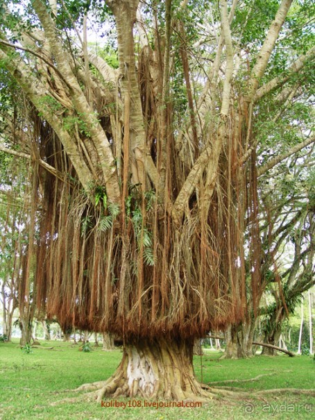 Вануату. Остров Эспириту-Санто.