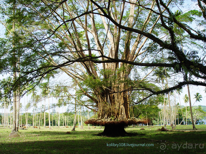 Вануату. Остров Эспириту-Санто.