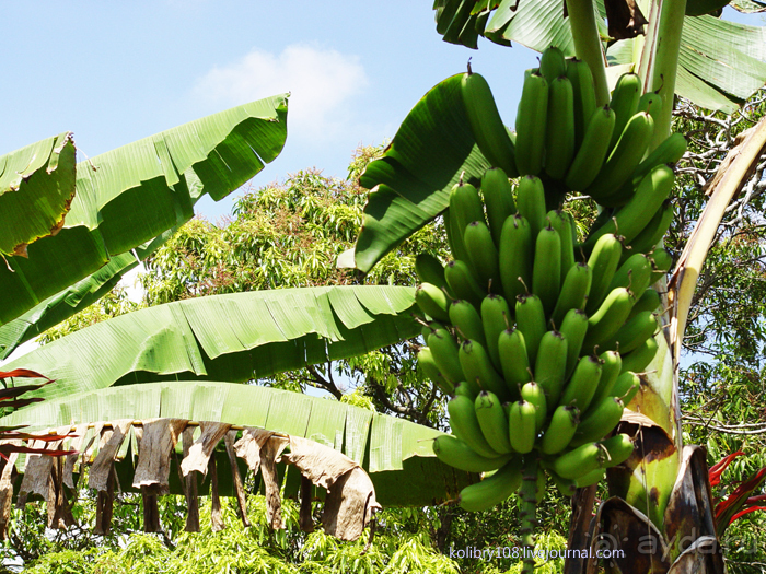 Вануату. Остров Эспириту-Санто.