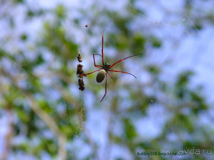 Вануату. Остров Эспириту-Санто.
