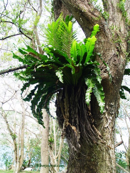 Вануату. Остров Эспириту-Санто.