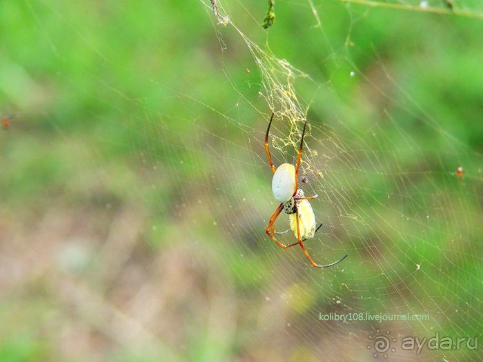 Вануату. Остров Эспириту-Санто.
