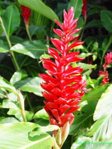 Вануату. Остров Эспириту-Санто.