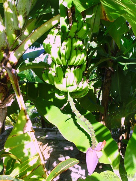 Спасение утопающих - дело рук самих утопающих (Фиджи).