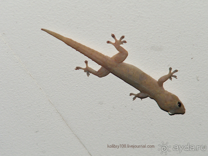 Спасение утопающих - дело рук самих утопающих (Фиджи).