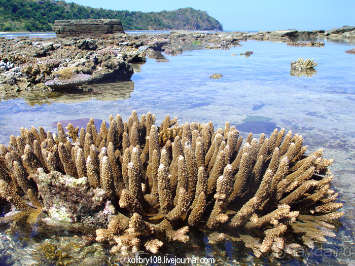 Спасение утопающих - дело рук самих утопающих (Фиджи).