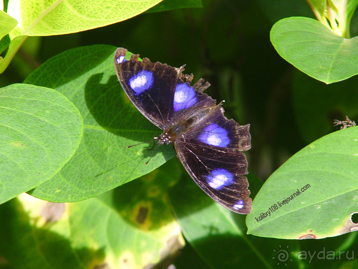 Спасение утопающих - дело рук самих утопающих (Фиджи).