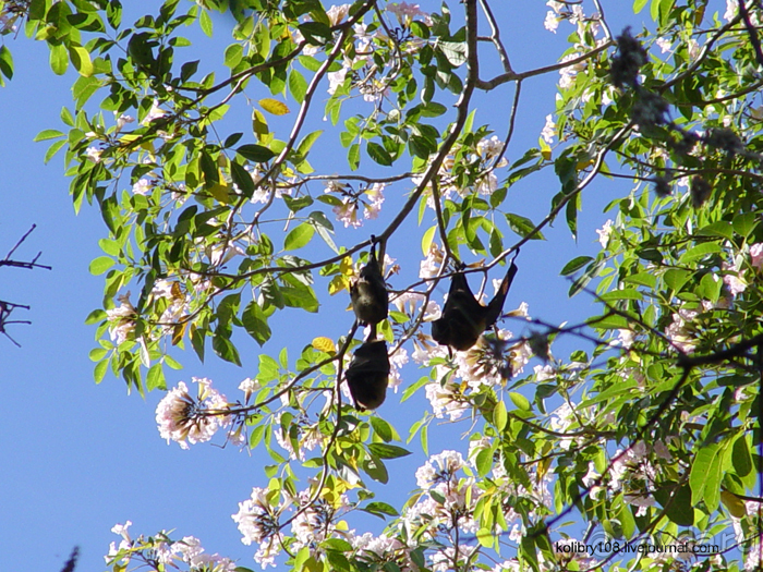 Спасение утопающих - дело рук самих утопающих (Фиджи).