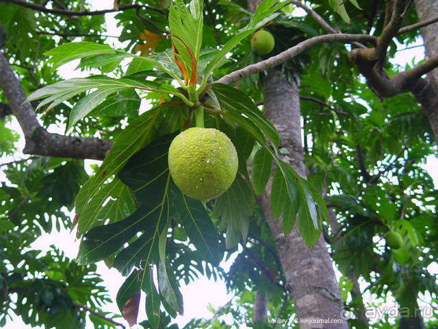 На велосипеде вокруг Бора-Бора