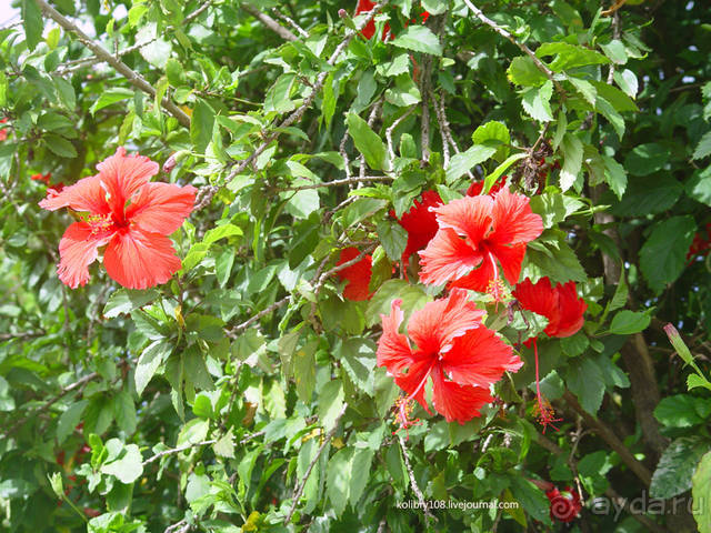 На велосипеде вокруг Бора-Бора