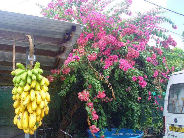 На велосипеде вокруг Бора-Бора