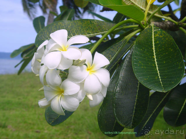 На велосипеде вокруг Бора-Бора