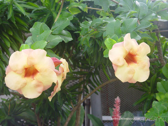 На велосипеде вокруг Бора-Бора