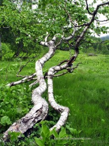 Авадхара, озеро Мзы (Абхазия).