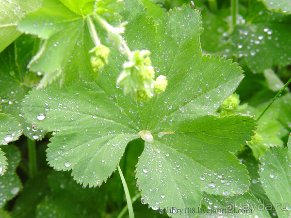 Авадхара, озеро Мзы (Абхазия).