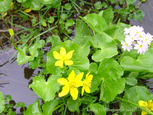 Авадхара, озеро Мзы (Абхазия).