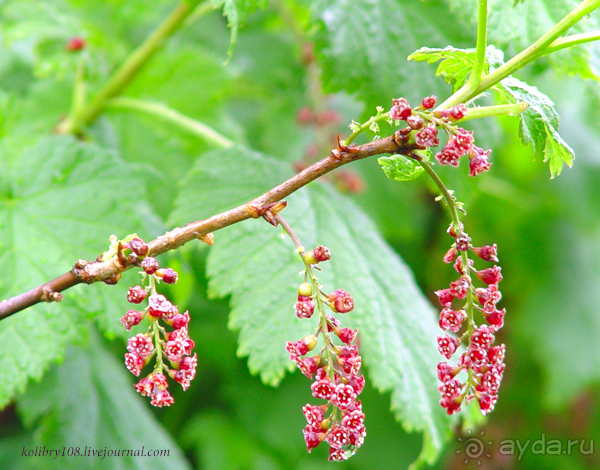 Авадхара, озеро Мзы (Абхазия).