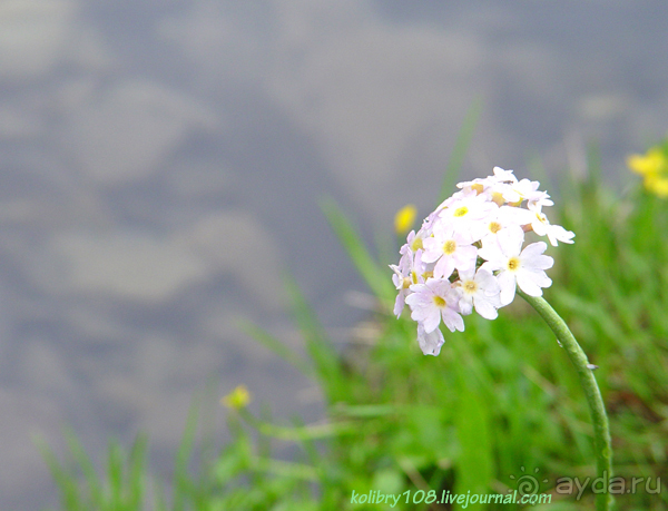 Авадхара, озеро Мзы (Абхазия).