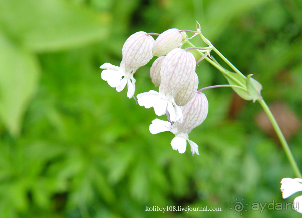 Авадхара, озеро Мзы (Абхазия).