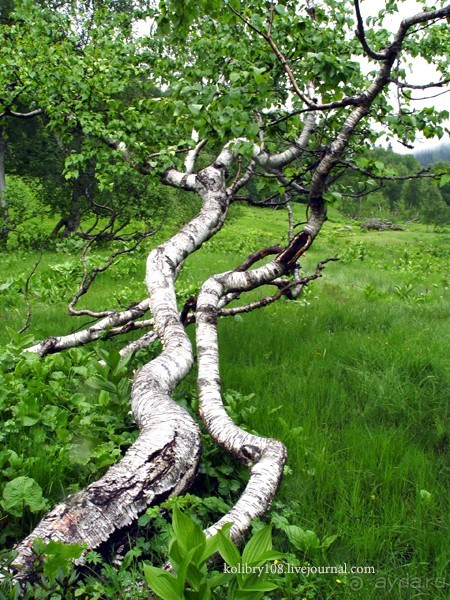 Авадхара, озеро Мзы (Абхазия).