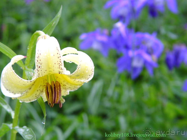 Авадхара, озеро Мзы (Абхазия).