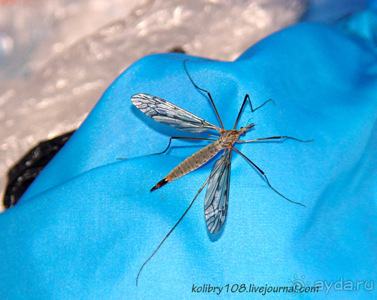 Авадхара, озеро Мзы (Абхазия).