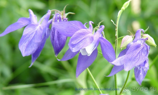 Авадхара, озеро Мзы (Абхазия).