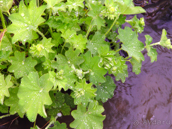 Авадхара, озеро Мзы (Абхазия).