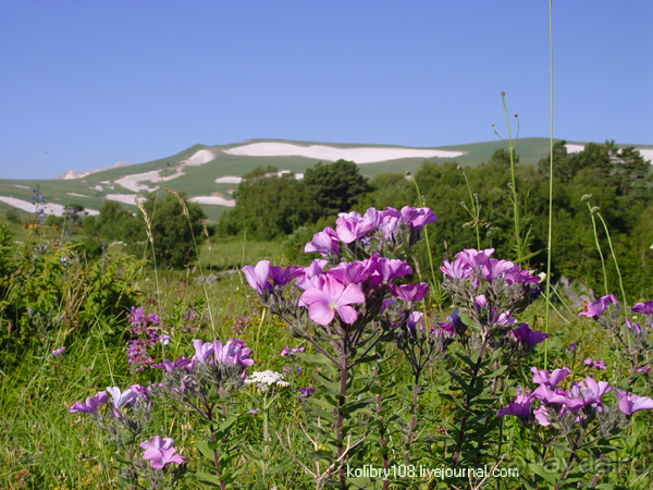 Плато Лаго-Наки (Адыгея).