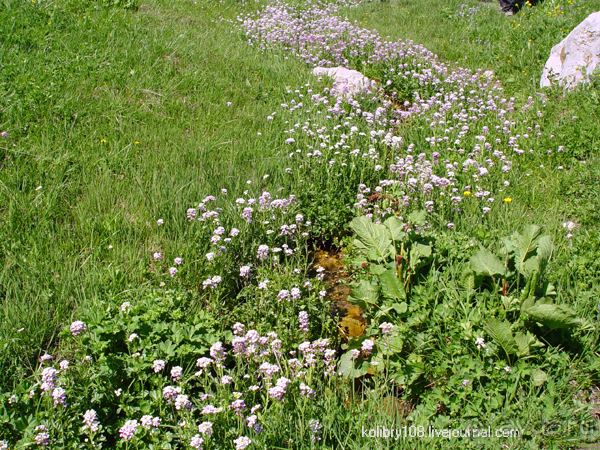 Плато Лаго-Наки (Адыгея).