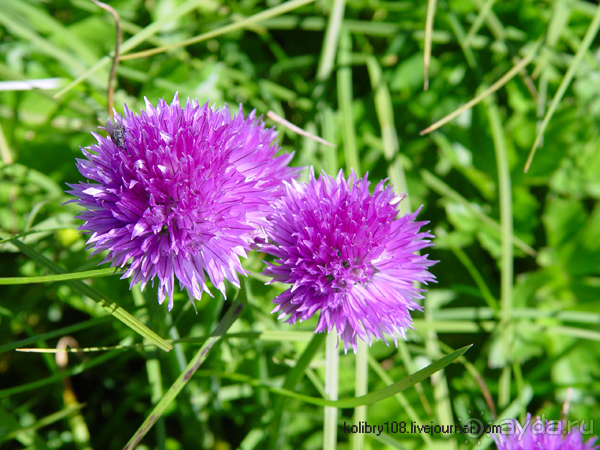 Плато Лаго-Наки (Адыгея).