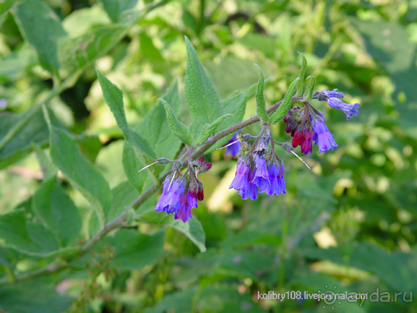 Плато Лаго-Наки (Адыгея).