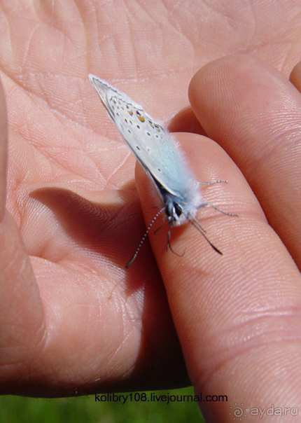 Плато Лаго-Наки (Адыгея).