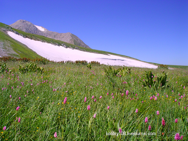 Плато Лаго-Наки (Адыгея).