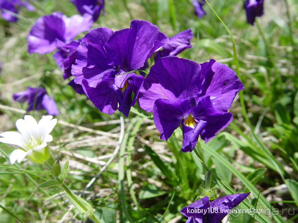 Плато Лаго-Наки (Адыгея).