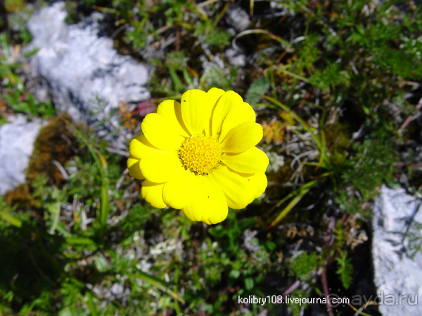 Плато Лаго-Наки (Адыгея).