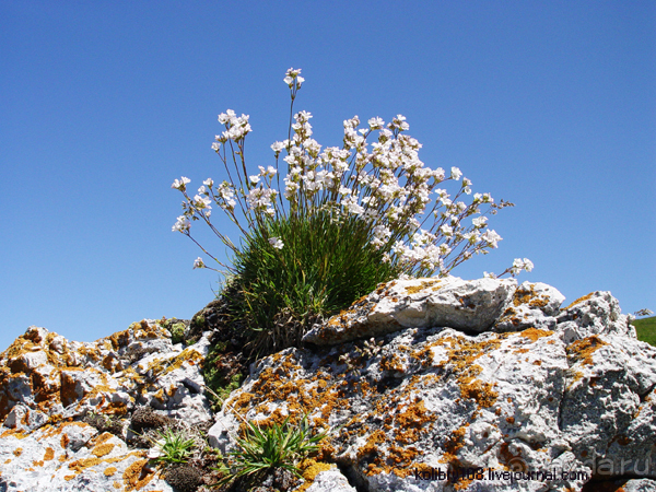 Плато Лаго-Наки (Адыгея).