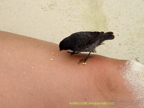 Галапагосы (продолжение)