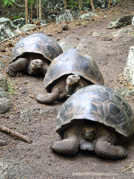 Галапагосы (продолжение)