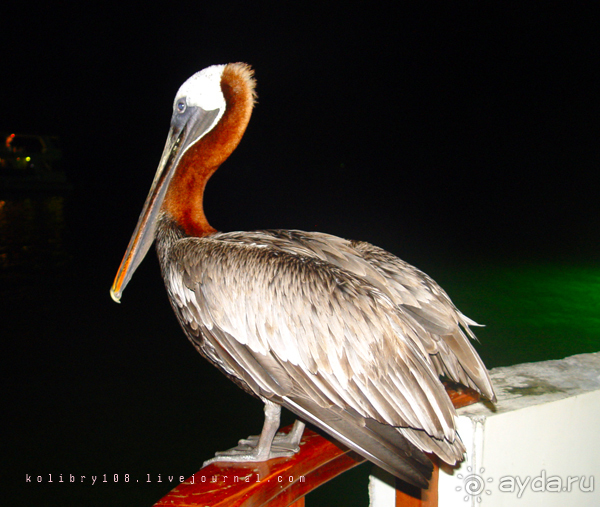 Галапагосы (продолжение)