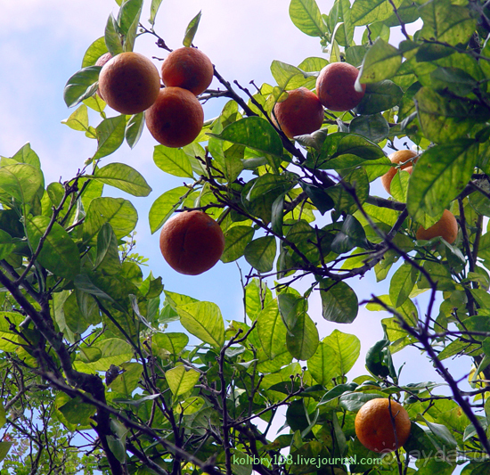 Галапагосы (продолжение)