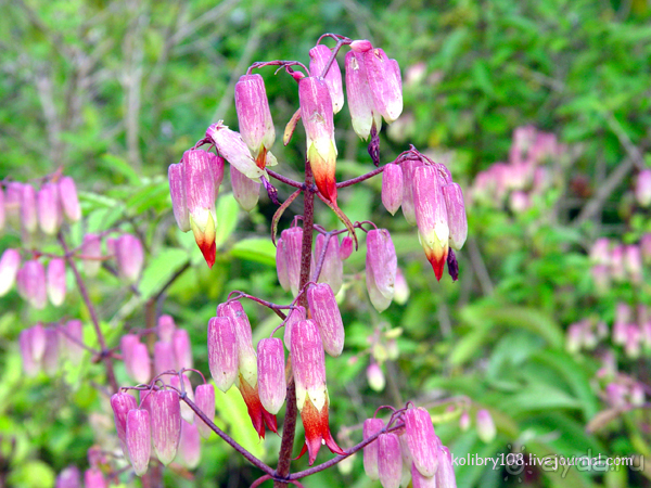 Галапагосы (продолжение)
