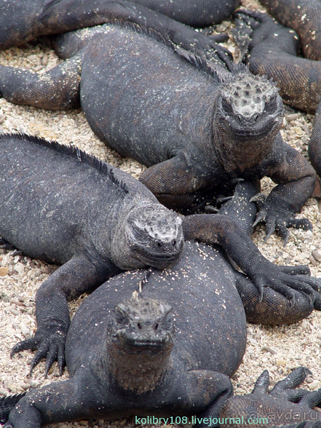 Галапагосы (продолжение)