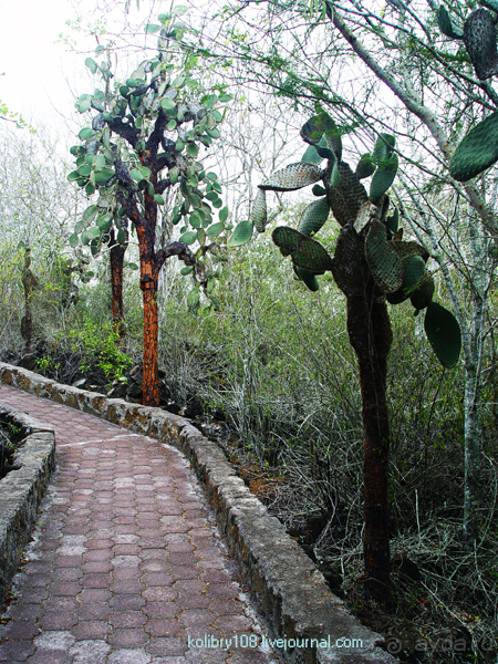 Галапагосы (продолжение)