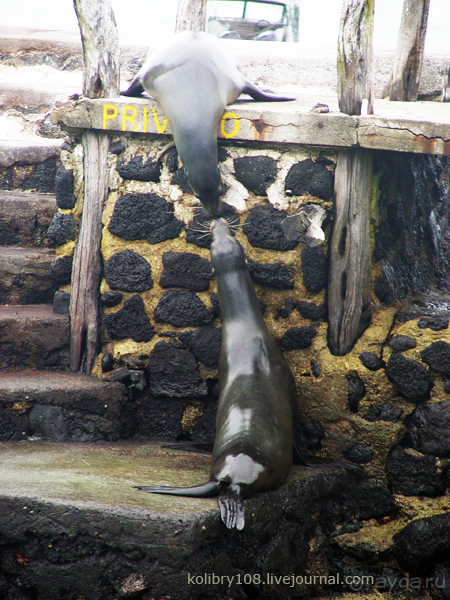 Галапагосы (продолжение)