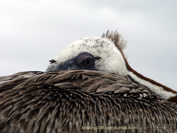 Галапагосы (продолжение)